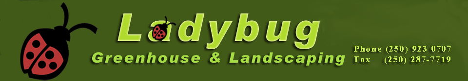 Ladybug Logo